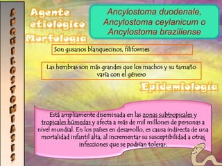 hiperemia de la mucosa, hemorragia puntiformeManifestaciones clínicas Dolor e hipersensibilidad abdominal, tenesmo, náuseas, anorexia y heces líquidas con sangre y pus.
