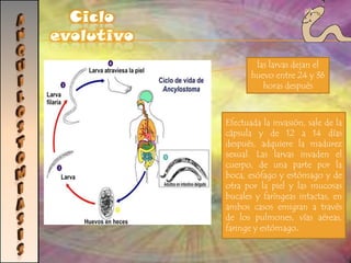 BALANTIDIASISDiagnósticoTratamiento y prevenciónTetraciclina; yodoquinol y metronidazol son antimicrobianos alternativosLa adecuada higiene personal, el mantenimiento de las condiciones sanitarias y el control cuidadoso de las heces de los cerdos son medidas profilácticas importantes.
