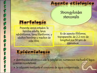 CRIPTOSPORIDIOSISMecanismo de infecciónLas personas se infectan al ingerir el organismo. El Cryptosporidium puede transmitirse de persona a persona o de animal a persona y al beber agua contaminada.Mecanismo de infeccion es la via oral-fecalDolor estomacal, diarrea.Patogenia Manifestaciones clínicas  Diarrea líquida sin sangreenorme pérdida de líquidosInfecciones diseminadas.