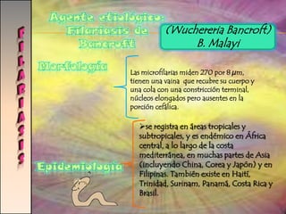 ISOSPOROSISMecanismo de InfecciónLa ingesta de agua y alimentos contaminados con ooquistesesporulados (maduros). Patogenia Grado lesivo: destrucción del epitelio intestinal e hipertrofia de las criptas