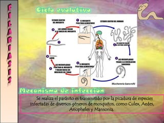  En la infección se reconoce una mucosa aplanada y vellosidades aplanadas y cortas. Manifestaciones clínicas Diarrea, anorexia y pérdida de peso. 
