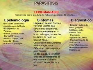 Contribuyen a la fertilidad del sueloMecanismo de acciónVectorial