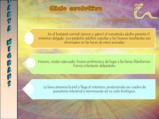 sarcocistoSIsMecanismo de infecciónEl contagio ocurre cuando consume carne de res o cerdo cocida de manera insuficiente.Se produce enteritis con presencia de eosinófilos e infiltrado de polimorfonucleares. PatogeniaExtravasación capilar debido a coagulopatía intravascular. Necrosis a nivel muscular conduce a miositis eosinofílica