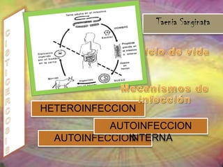 NEUMOCISTOSISPneumocystisPneumocystisjiroveciAgente etiológico Morfología Tiene forma ovalada o redondeada, mide de 5-8 micras de diámetro; posee una pared gruesa; esporozoítos, que tienen forma ovalada, miden 1 a 2 micras; el trofozoíto con forma extraquística, pleomórfica y de tamaño variable, entre 2 y 5 micrasEpidemiología El 42% en niños con inmunodeficiencia combinada severa, 4 a 11 % en niños con cáncer y hasta en un 75% de los pacientes con SIDA. 