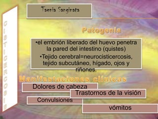 NEUMOCISTOSISCiclo evolutivo  Mecanismo de infección  Por vía aérea, inhalando los quistesNEUMOCISTOSISPatogeniaLos espacios alveolares, en donde se observa un material espumoso, eosinofílico y proteináceo, con ligero a moderado engrosamiento de los septos, edemas e infiltración mononuclear. 