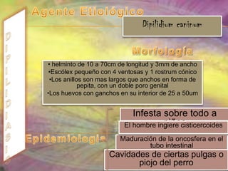 BABEBIOSISDiagnósticoEstudios Serológicos Coloración de GiemsaAusencia de pigmento Tratamiento y prevenciónclindamicina y quininaAtovaquone para tratar Babesia microti