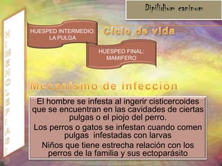 ASCARIASIsAgente etiológico AscarislumbricoidesMorfología Gusano polimiario, alargado y cilindroide cuyo extremo posterior es puntiagudo y el anterior, romo.El macho mide de 15 a 30 cm de longitud por 2 a 4 mm de diámetro. La hembra mide de 20 a 40 cm de longitud por 4 a 5 mm de diámetroLos huevos sin fecundar;  son más largos y estrechos, no tienen membrana    vitelina, la cubierta es muy delgada  miden de 85 a 90 micras de longitud por 30 a 40 micras de ancho.Los huevos fecundados son ovalados, de cápsula gruesa y transparente Su interior es una masa amorfa de citoplasma. Los huevos miden de 40 a 80 micras de largo por 25 a 50 micras de ancho. 