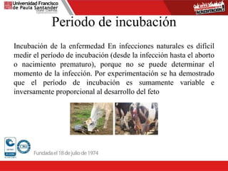Periodo de incubación
Incubación de la enfermedad En infecciones naturales es difícil
medir el período de incubación (desde la infección hasta el aborto
o nacimiento prematuro), porque no se puede determinar el
momento de la infección. Por experimentación se ha demostrado
que el período de incubación es sumamente variable e
inversamente proporcional al desarrollo del feto
 