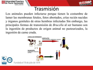 Trasmisión
Los animales pueden infectarse porque tienen la costumbre de
lamer las membranas fetales, fetos abortados, crías recién nacidas
y órganos genitales de otras hembras infectadas Sin embargo, las
principales formas de transmisión de Brucella al ser humano son
la ingestión de productos de origen animal no pasteurizados, la
ingestión de carne cruda.
 