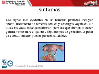 síntomas
Los signos más evidentes en las hembras preñadas incluyen
aborto, nacimiento de terneros débiles y descargas vaginales. No
todas las vacas infectadas abortan, pero las que abortan lo hacen
generalmente entre el quinto y séptimo mes de gestación. A pesar
de que sus terneros pueden parecer saludables
 