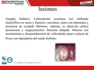 lesiones
Ganglio linfático: Linfoadenitis necrótica con infiltrado
neutrofílico en senos y lúmenes vasculares, junto con hiperemia y
presencia de exudado fibrinoso. Además, se observan células
precursoras y megacariocitos. Intestino delgado: Mucosa con
acortamiento y desprendimiento de vellosidades junto a placas de
Peyer con hiperplasia del tejido linfoide.
 