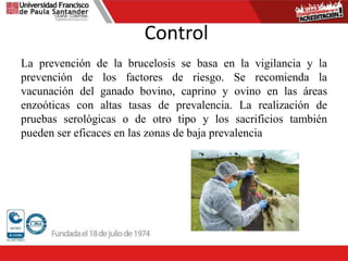 Control
La prevención de la brucelosis se basa en la vigilancia y la
prevención de los factores de riesgo. Se recomienda la
vacunación del ganado bovino, caprino y ovino en las áreas
enzoóticas con altas tasas de prevalencia. La realización de
pruebas serológicas o de otro tipo y los sacrificios también
pueden ser eficaces en las zonas de baja prevalencia
 