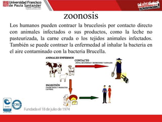 zoonosis
Los humanos pueden contraer la brucelosis por contacto directo
con animales infectados o sus productos, como la leche no
pasteurizada, la carne cruda o los tejidos animales infectados.
También se puede contraer la enfermedad al inhalar la bacteria en
el aire contaminado con la bacteria Brucella.
 