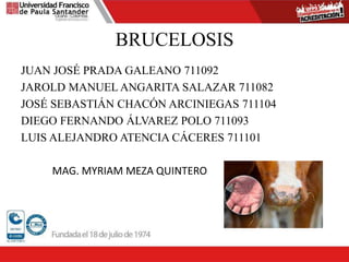 BRUCELOSIS
JUAN JOSÉ PRADA GALEANO 711092
JAROLD MANUEL ANGARITA SALAZAR 711082
JOSÉ SEBASTIÁN CHACÓN ARCINIEGAS 711104
DIEGO FERNANDO ÁLVAREZ POLO 711093
LUIS ALEJANDRO ATENCIA CÁCERES 711101
MAG. MYRIAM MEZA QUINTERO
 