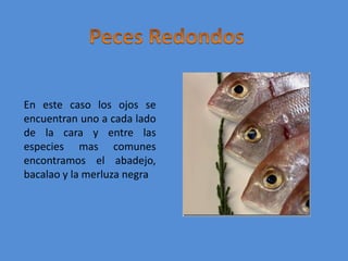 Peces RedondosEn este caso los ojos se encuentran uno a cada lado de la cara y entre las especies mas comunes encontramos el abadejo, bacalao y la merluza negra