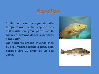 BacalaoEl Bacalao vive en agua de alta temperaturas, esta especie es distribuida en gran parte de la costa en profundidades superiores a los 600m.Las hembras crecen muchos mas que los machos según la zona, esta especie vive 20 años, es un pez voraz.