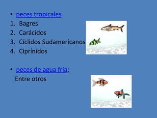 peces tropicalesBagresCarácidosCíclidos SudamericanosCiprínidospeces de agua fría:   Entre otros 