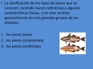 La clasificación de los tipos de peces que se conocen, también hacen referencia a algunas características físicas, y en este sentido generalmente los tres grandes grupos de los distintos los peces óseoslos peces ciclostomatalos peces condrictios