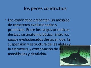 los peces condrictiosLos condrictios presentan un mosaico de caracteres evolucionados y primitivos. Entre los rasgos primitivos destaca su anatomía básica. Entre los rasgos evolucionados destacan dos: la suspensión y estructura de las aletas y la estructura y composición de las mandíbulas y dentición.