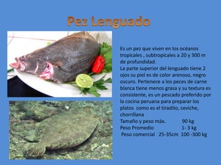 Pez LenguadoEs un pez que viven en los océanos tropicales , subtropicales a 20 y 300 m de profundidad.La parte superior del lenguado tiene 2 ojos su piel es de color arenoso, negro oscuro. Pertenece a los peces de carne blanca tiene menos grasa y su textura es consistente, es un pescado preferido por la cocina peruana para preparar los platos  como es el tiradito, ceviche, chorrillanaTamaño y peso máx.             90 kgPeso Promedio                      1- 3 kg Peso comercial   25-35cm  100 -300 kg