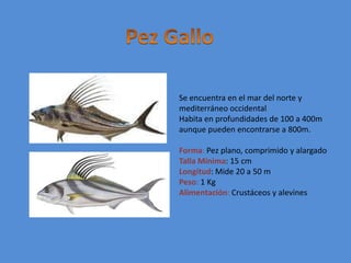 Pez GalloSe encuentra en el mar del norte y mediterráneo occidentalHabita en profundidades de 100 a 400m aunque pueden encontrarse a 800m.Forma: Pez plano, comprimido y alargadoTalla Mínima: 15 cmLongitud: Mide 20 a 50 mPeso:1 KgAlimentación: Crustáceos y alevines