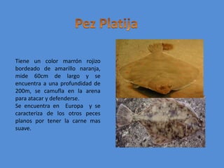 Pez PlatijaTiene un color marrón rojizo bordeado de amarillo naranja, mide 60cm de largo y se encuentra a una profundidad de 200m, se camufla en la arena para atacar y defenderse.Se encuentra en  Europa  y se caracteriza de los otros peces planos por tener la carne mas suave.