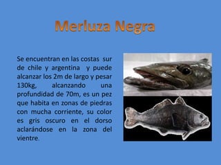 Merluza NegraSe encuentran en las costas  sur de chile y argentina  y puede alcanzar los 2m de largo y pesar 130kg, alcanzando una profundidad de 70m, es un pez que habita en zonas de piedras con mucha corriente, su color es gris oscuro en el dorso aclarándose en la zona del vientre.