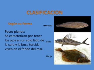 CLASIFICACIONSegún su FormaLENGUADOPeces planos: Se caracterizan por tener los ojos en un solo lado de la cara y la boca torcida,  viven en el fondo del mar.GalloPlatija