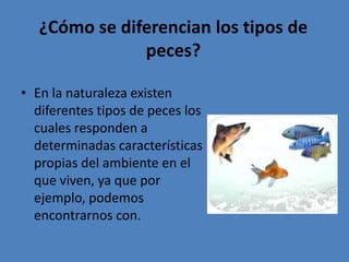 ¿Cómo se diferencian los tipos de peces?En la naturaleza existen diferentes tipos de peces los cuales responden a determinadas características propias del ambiente en el que viven, ya que por ejemplo, podemos encontrarnos con. 