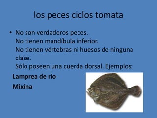 los peces ciclos tomataNo son verdaderos peces.No tienen mandíbula inferior.No tienen vértebras ni huesos de ninguna clase.Sólo poseen una cuerda dorsal. Ejemplos: Lamprea de río  Mixina