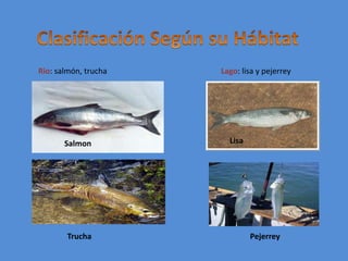 Clasificación Según su HábitatRio: salmón, truchaLago: lisa y pejerreyLisaSalmonTruchaPejerrey