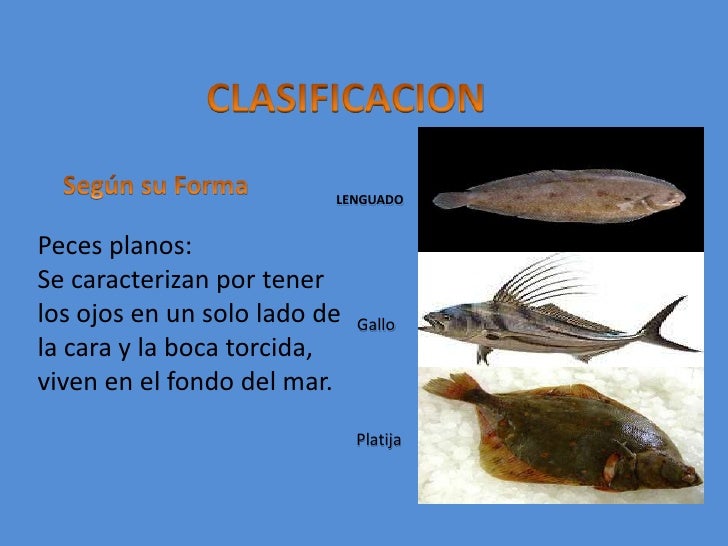 Exposicion pescados