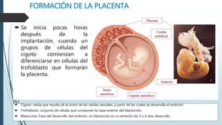 FORMACIÓN DE LA PLACENTA
 Se inicia pocas horas
después de la
implantación, cuando un
grupos de células del
cigoto comienzan a
diferenciarse en células del
trofoblasto que formarán
la placenta.
 Cigoto: célula que resulta de la unión de las células sexuales, a partir de las cuales se desarrolla el embrión.
 Trofoblasto: conjunto de células que componen la capa exterior del blastocisto.
 Blastocisto: Fase del desarrollo del embrión, un blastocisto es un embrión de 5 o 6 días desarrollo.
 
