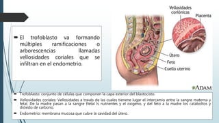  El trofoblasto va formando
múltiples ramificaciones o
arborescencias llamadas
vellosidades coriales que se
infiltran en el endometrio.
 Trofoblasto: conjunto de células que componen la capa exterior del blastocisto.
 Vellosidades coriales: Vellosidades a través de las cuales tienene lugar el intercamio entre la sangre materna y
fetal. De la madre pasan a la sangre tfetal ls nutrientes y el oxigeno, y del feto a la madre los cataboltos y
dióxido de carbono.
 Endometrio: membrana mucosa que cubre la cavidad del útero.
 