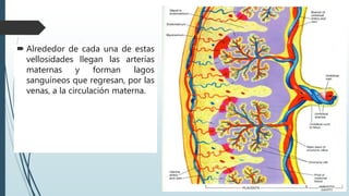  Alrededor de cada una de estas
vellosidades llegan las arterias
maternas y forman lagos
sanguíneos que regresan, por las
venas, a la circulación materna.
 