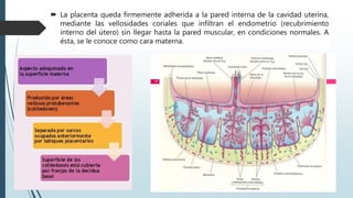  La placenta queda firmemente adherida a la pared interna de la cavidad uterina,
mediante las vellosidades coriales que infiltran el endometrio (recubrimiento
interno del útero) sin llegar hasta la pared muscular, en condiciones normales. A
ésta, se le conoce como cara materna.
 