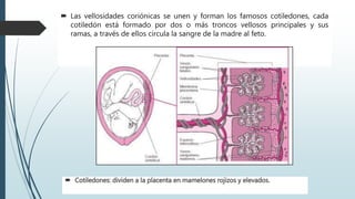  Las vellosidades coriónicas se unen y forman los famosos cotiledones, cada
cotiledón está formado por dos o más troncos vellosos principales y sus
ramas, a través de ellos circula la sangre de la madre al feto.
 Cotiledones: dividen a la placenta en mamelones rojizos y elevados.
 