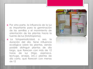    Por otra parte, la influencia de la luz
    es importante para la germinación
    de las semillas y el movimiento de
    orientación de las plantas hacia la
    fuente de luz (fototropismo).
    La fotoperiodicidad, o sea, la
    duración del día, tiene influencia
    ecológica sobre las plantas, siendo
    posible distinguir plantas de día
    largo, que florecen con más de 12
    horas de luz (trigo, espinaca,
    lechuga, arvejas, etc.); plantas de
    día corto, que florecen con menos
    de 12
 