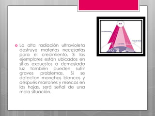    La alta radiación ultravioleta
    destruye materias necesarias
    para el crecimiento. Si los
    ejemplares están ubicados en
    sitios expuestos a demasiada
    luz también pueden sufrir
    graves    problemas.   Si   se
    detectan manchas blancas y
    después marrones y resecas en
    las hojas, será señal de una
    mala situación.
 