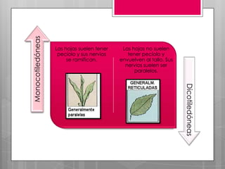 Monocotiledóneas
                   Las hojas suelen tener    Las hojas no suelen
                    pecíolo y sus nervios      tener pecíolo y
                        se ramifican.       envuelven al tallo. Sus
                                              nervios suelen ser
                                                  paralelos.




                                                                      Dicotiledóneas
 
