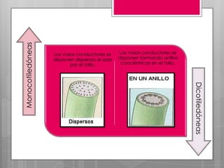 Monocotiledóneas


                   Los vasos conductores se     Los vasos conductores se
                   disponen dispersos al azar   disponen formando anillos
                          por el tallo.          concéntricos en el tallo.




                                                                             Dicotiledóneas
 