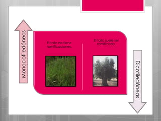 Monocotiledóneas


                                       El tallo suele ser
                   El tallo no tiene      ramificado.
                   ramificaciones.




                                                            Dicotiledóneas
 