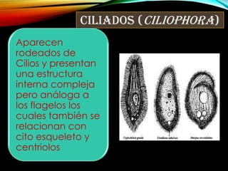 Ciliados (Ciliophora)
Aparecen
rodeados de
Cilios y presentan
una estructura
interna compleja
pero análoga a
los flagelos los
cuales también se
relacionan con
cito esqueleto y
centriolos

 