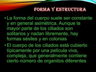 • La forma del cuerpo suele ser constante
y en general asimétrica. Aunque la
mayor parte de los ciliados son
solitarios y nadan libremente, hay
formas sésiles y en colonias
• El cuerpo de los ciliados está cubierto
típicamente por una película viva,
compleja, que generalmente contiene
cierto número de organitos diferentes

 