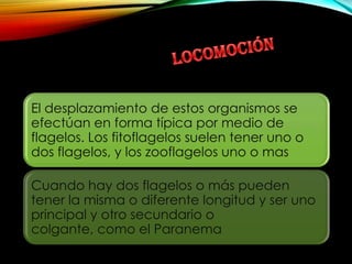 El desplazamiento de estos organismos se
efectúan en forma típica por medio de
flagelos. Los fitoflagelos suelen tener uno o
dos flagelos, y los zooflagelos uno o mas

Cuando hay dos flagelos o más pueden
tener la misma o diferente longitud y ser uno
principal y otro secundario o
colgante, como el Paranema

 