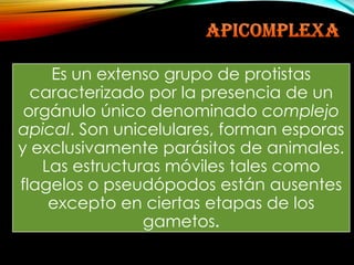 Es un extenso grupo de protistas
caracterizado por la presencia de un
orgánulo único denominado complejo
apical. Son unicelulares, forman esporas
y exclusivamente parásitos de animales.
Las estructuras móviles tales como
flagelos o pseudópodos están ausentes
excepto en ciertas etapas de los
gametos.

 
