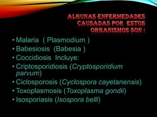 • Malaria ( Plasmodium )
• Babesiosis (Babesia )
• Coccidiosis Incluye:
• Criptosporidiosis (Cryptosporidium
parvum)
• Ciclosporosis (Cyclospora cayetanensis)
• Toxoplasmosis (Toxoplasma gondii)
• Isosporiasis (Isospora belli)

 