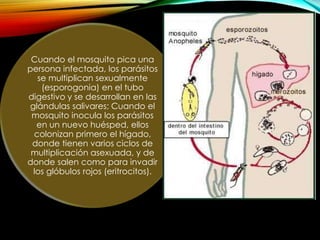 Cuando el mosquito pica una
persona infectada, los parásitos
se multiplican sexualmente
(esporogonia) en el tubo
digestivo y se desarrollan en las
glándulas salivares; Cuando el
mosquito inocula los parásitos
en un nuevo huésped, ellos
colonizan primero el hígado,
donde tienen varios ciclos de
multiplicación asexuada, y de
donde salen como para invadir
los glóbulos rojos (eritrocitos).

 