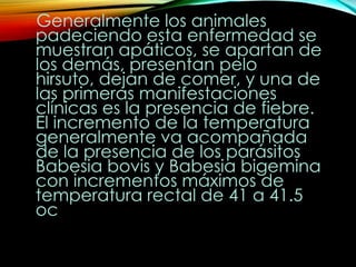 Generalmente los animales
padeciendo esta enfermedad se
muestran apáticos, se apartan de
los demás, presentan pelo
hirsuto, dejan de comer, y una de
las primeras manifestaciones
clínicas es la presencia de fiebre.
El incremento de la temperatura
generalmente va acompañada
de la presencia de los parásitos
Babesia bovis y Babesia bigemina
con incrementos máximos de
temperatura rectal de 41 a 41.5
oc

 