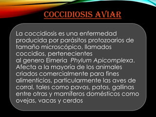 COCCIDIOSIS AVIAR
La coccidiosis es una enfermedad
producida por parásitos protozoarios de
tamaño microscópico, llamados
coccidios, pertenecientes
al genero Eimeria Phylum Apicomplexa.
Afecta a la mayoría de los animales
criados comercialmente para fines
alimenticios, particularmente las aves de
corral, tales como pavos, patos, gallinas
entre otras y mamíferos domésticos como
ovejas, vacas y cerdos

 